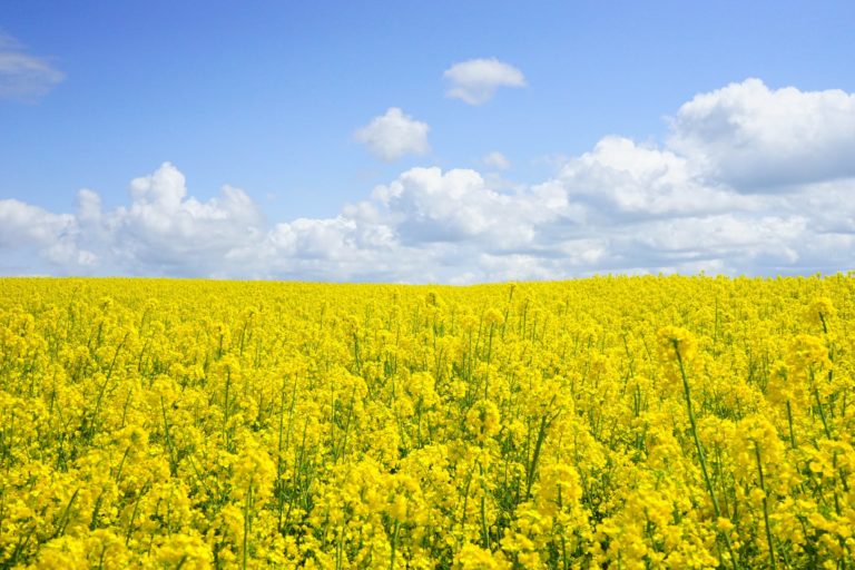 field of rapeseeds oilseed rape blutenmeer yellow 46164 - CIAO